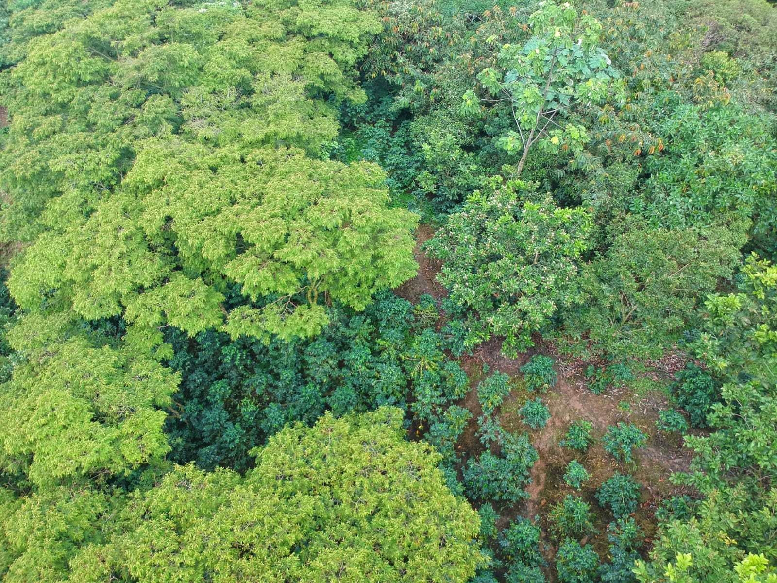 Vista aérea del cafetal
